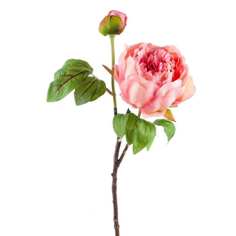 картинка Пион розовый кустовой от магазина DECOR OF TODAYфото 1