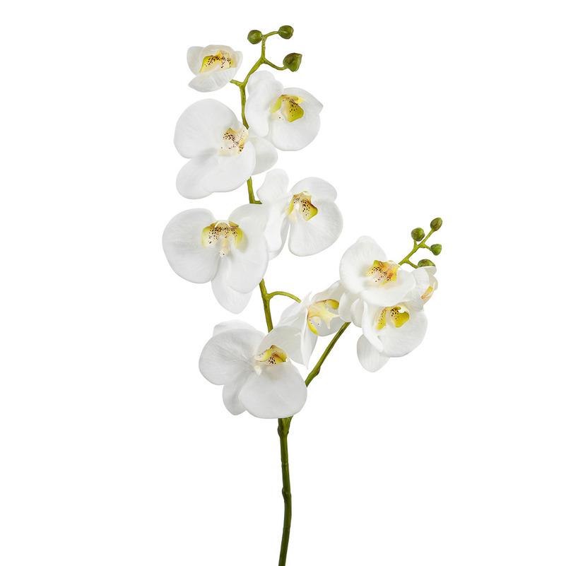 Орхидея Фаленопсис белая TS00787 купить в Москве по цене 700 руб. в  интернет-магазине Décor of Today