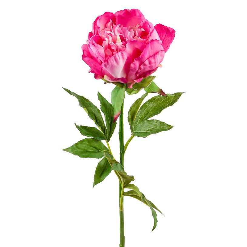 картинка Пион ярко розовый от магазина DECOR OF TODAYфото 1