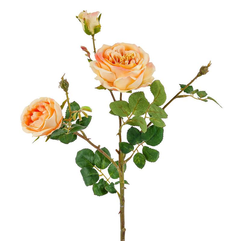картинка Роза кустовая персиковая от магазина DECOR OF TODAYфото 1