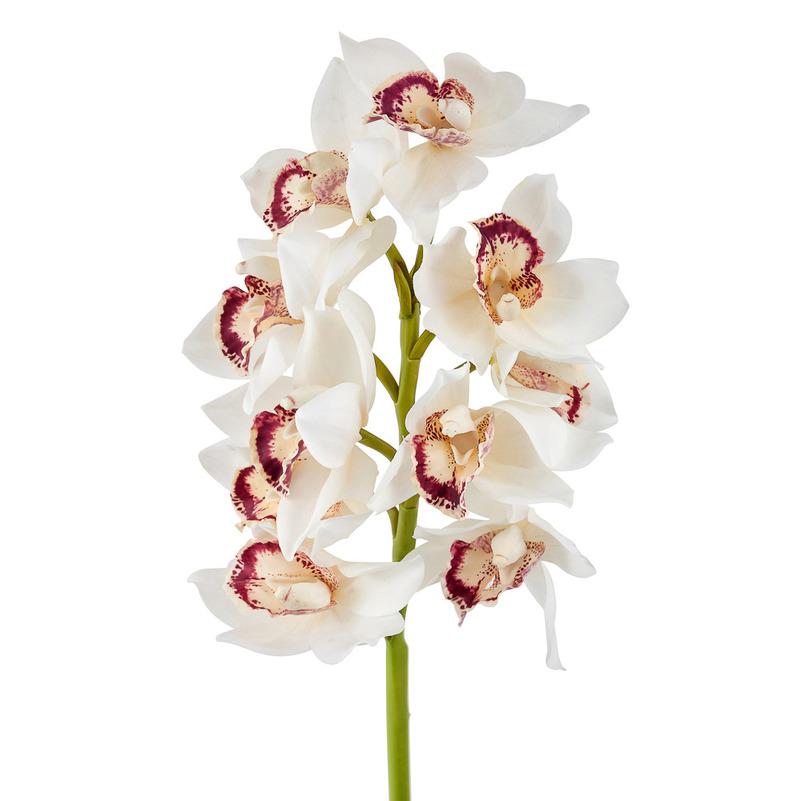 картинка Орхидея Цимбидиум бело-розовая от магазина DECOR OF TODAYфото 1
