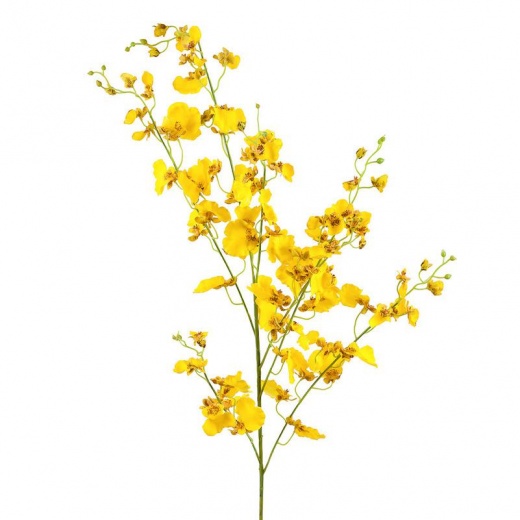 картинка Орхидея жёлтая от магазина DECOR OF TODAY