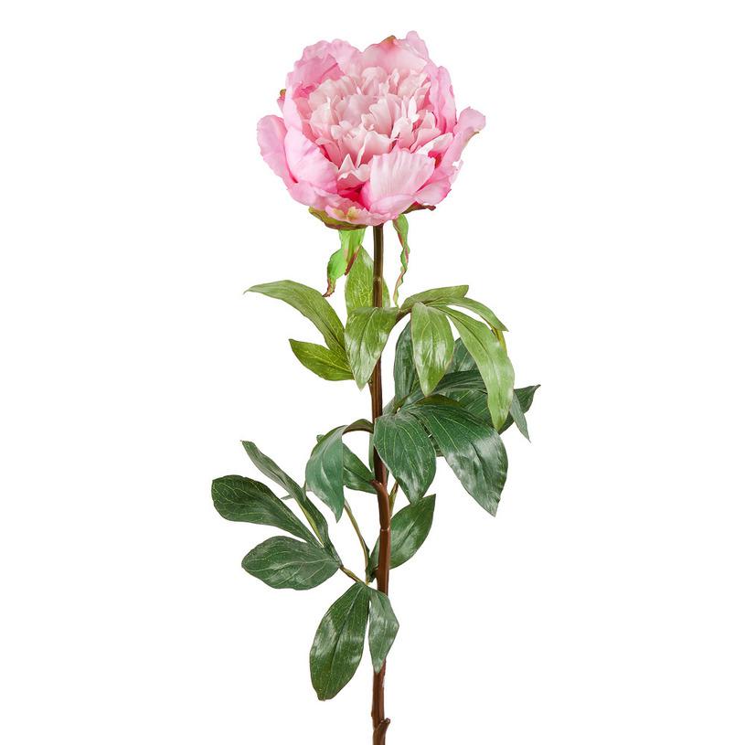 картинка Пион нежно розовый от магазина DECOR OF TODAYфото 1