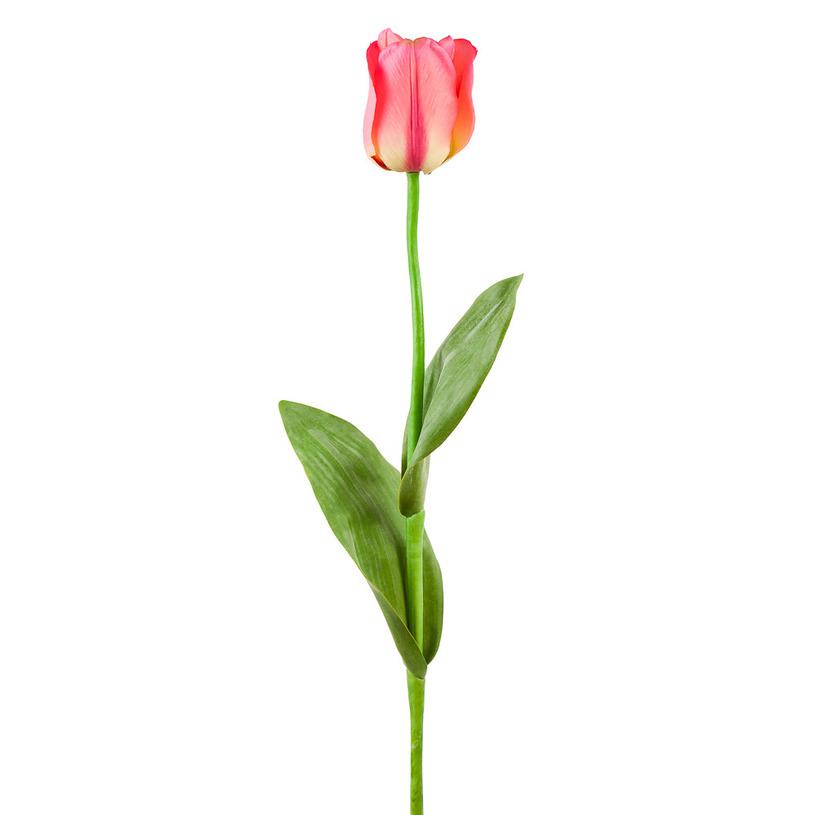 картинка Тюльпан розовый от магазина DECOR OF TODAYфото 1