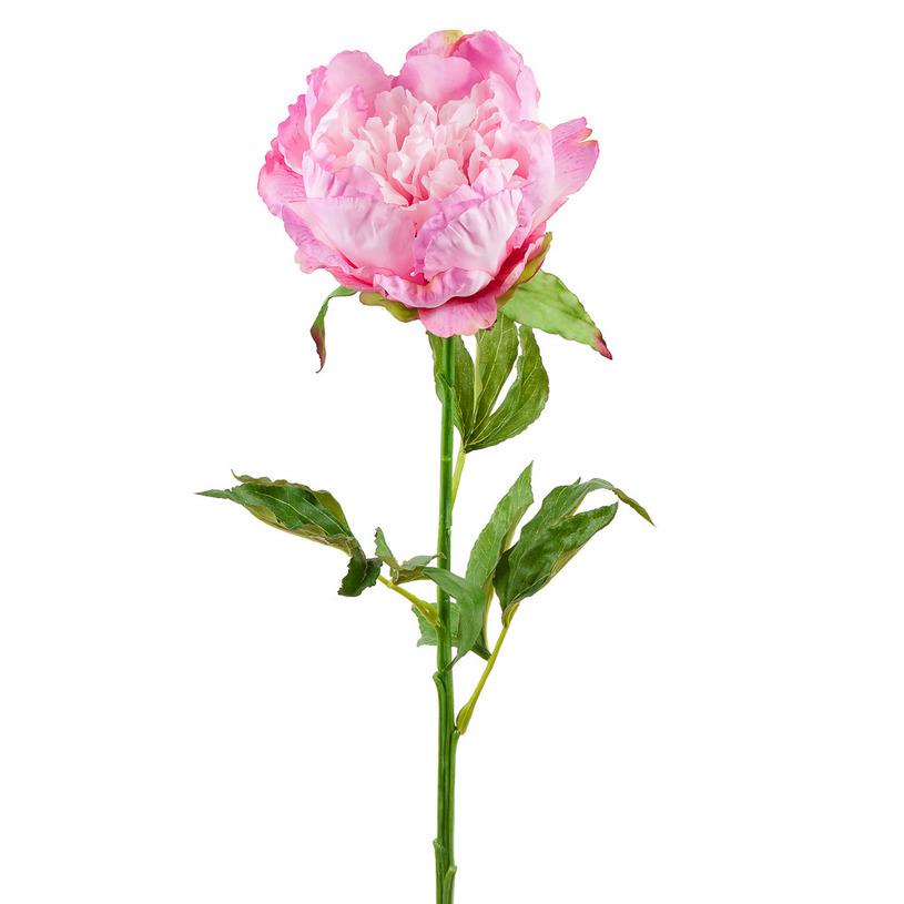 картинка Пион бело-розовый от магазина DECOR OF TODAYфото 1